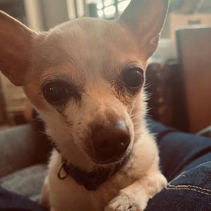 Meet your Posher, Sue